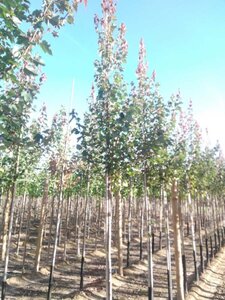 Acer rubrum 'Summer Red' 6-8 Hoogstam wortelgoed - afbeelding 2