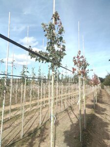 Acer rubrum 'Summer Red' 6-8 Hoogstam wortelgoed - afbeelding 1