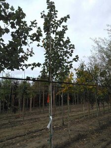 Acer rubrum 'Summer Red' 6-8 Hoogstam wortelgoed - afbeelding 3