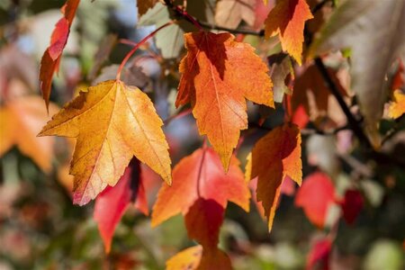 Acer rubrum 'Sun Valley' 6-8 Hoogstam wortelgoed - afbeelding 1