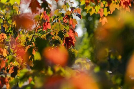 Acer rubrum 'Sun Valley' 6-8 Hoogstam wortelgoed - afbeelding 2