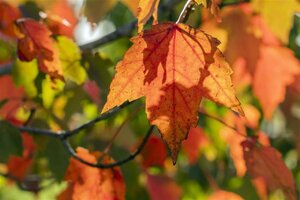 Acer rubrum 'Sun Valley' 8-10 Hoogstam wortelgoed - afbeelding 3