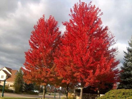 Acer rubrum 6-8 Hoogstam wortelgoed - afbeelding 6