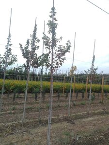 Acer rubrum 8-10 Hoogstam wortelgoed - afbeelding 7