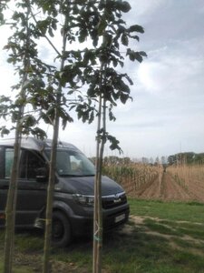 Aesculus carnea 'Briotii' 12-14 Hoogstam wortelgoed 2 X verplant - afbeelding 2