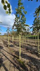 Aesculus hip. 'Baumannii' 14-16 Hoogstam wortelgoed 2 X verplant - afbeelding 1