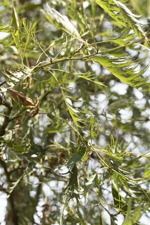 Alnus glutinosa 'Imperialis' 6-8 cm wortelgoed geveerd - afbeelding 2