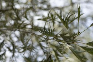 Alnus glutinosa 'Imperialis' 6-8 cm wortelgoed geveerd - afbeelding 3