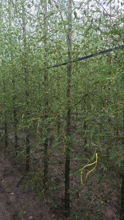 Alnus glutinosa 'Imperialis' 8-10 cm wortelgoed geveerd - afbeelding 4