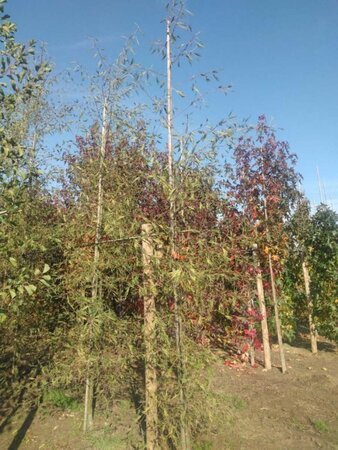 Alnus glutinosa 'Imperialis' 8-10 cm wortelgoed geveerd - afbeelding 7