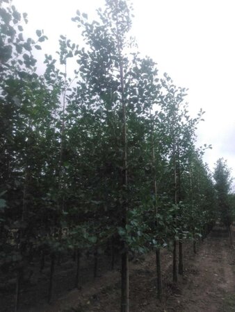 Alnus glutinosa 16-18 Hoogstam draadkluit 3 X verplant - afbeelding 5