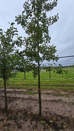 Alnus glutinosa 16-18 Hoogstam draadkluit 3 X verplant - afbeelding 6