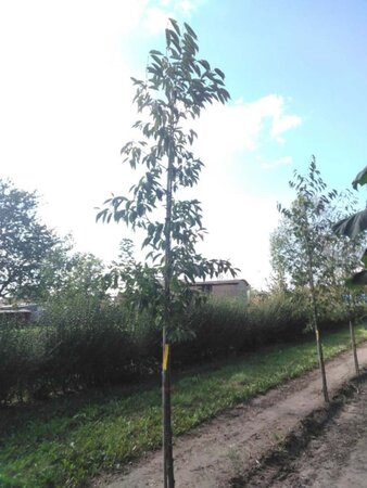 Alnus spaethii 10-12 cm wortelgoed geveerd - afbeelding 4