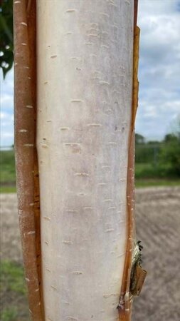 Betula albosin. 'Fascination' 18-20 Hoogstam draadkluit 3 X verplant - afbeelding 2