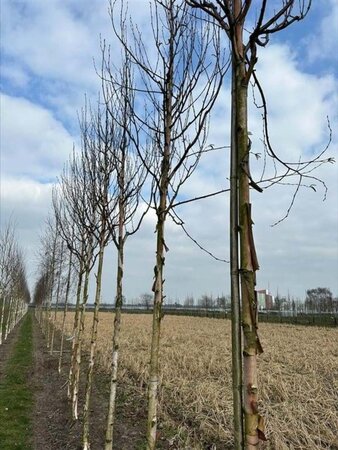 Betula albosin. 'Fascination' 18-20 Hoogstam draadkluit 3 X verplant - afbeelding 3