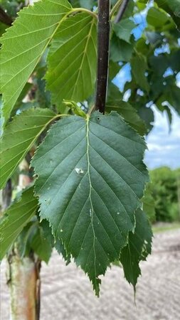 Betula albosin. 'Fascination' 18-20 Hoogstam draadkluit 3 X verplant - afbeelding 4