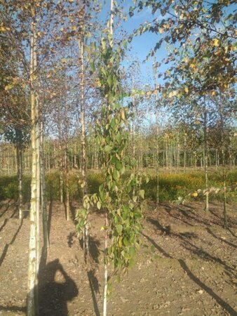 Betula albosin. 'Fascination' 6-8 cm wortelgoed geveerd - afbeelding 5