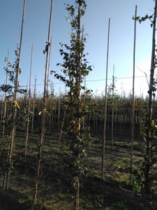 Betula pubescens 8-10 cm wortelgoed geveerd - afbeelding 4