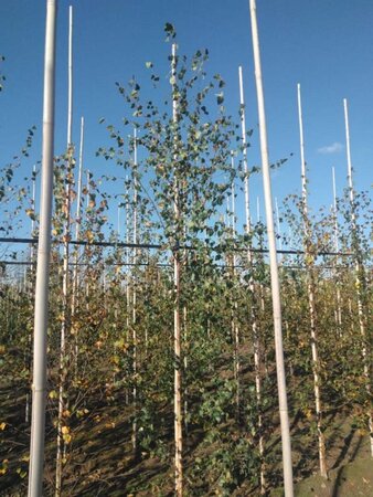 Betula pubescens 8-10 cm wortelgoed geveerd - afbeelding 3