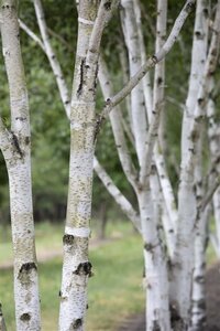 Betula pubescens 8-10 cm wortelgoed geveerd - afbeelding 1