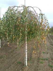 Betula p. 'Youngii' 10-12 Hoogstam wortelgoed - afbeelding 6