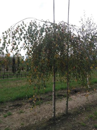 Betula p. 'Youngii' 12-14 Hoogstam wortelgoed 2 X verplant - afbeelding 7