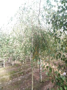 Betula p. 'Youngii' 12-14 Hoogstam wortelgoed 2 X verplant - afbeelding 6