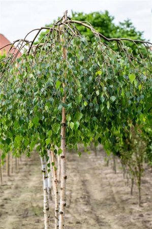 Betula p. 'Youngii' 12-14 Hoogstam wortelgoed 2 X verplant - afbeelding 4