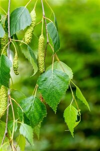 Betula p. 'Youngii' 14-16 Hoogstam wortelgoed 2 X verplant - afbeelding 1