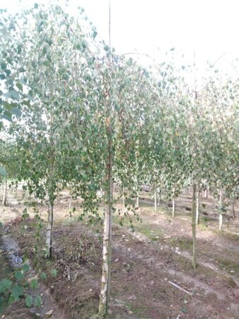 Betula p. 'Youngii' 14-16 Hoogstam wortelgoed 2 X verplant - afbeelding 5