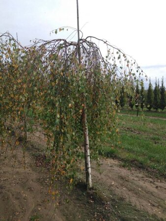 Betula p. 'Youngii' 14-16 Hoogstam wortelgoed 2 X verplant - afbeelding 6