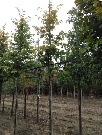 Carpinus betulus 10-12 Hoogstam wortelgoed - afbeelding 9