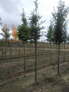 Carpinus betulus 10-12 Hoogstam wortelgoed - afbeelding 8