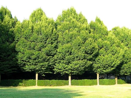 Carpinus betulus 10-12 Hoogstam wortelgoed - afbeelding 5