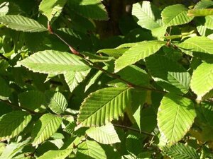 Carpinus betulus 10-12 Hoogstam wortelgoed - afbeelding 4