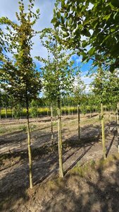 Carpinus betulus 10-12 Hoogstam wortelgoed - afbeelding 1