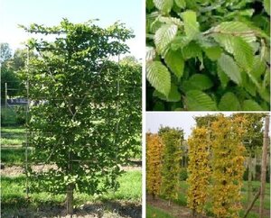 Carpinus betulus 10-12 Hoogstam wortelgoed - afbeelding 10