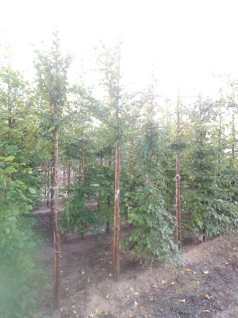 Carpinus betulus 12-14 Hoogstam wortelgoed 2 X verplant - afbeelding 2