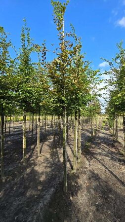 Carpinus betulus 12-14 Hoogstam wortelgoed 2 X verplant - afbeelding 1