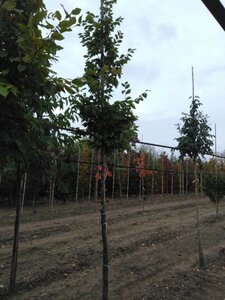 Carpinus betulus 12-14 Hoogstam wortelgoed 2 X verplant - afbeelding 4