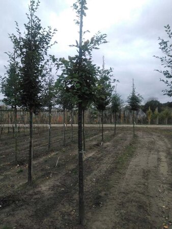 Carpinus betulus 12-14 Hoogstam wortelgoed 2 X verplant - afbeelding 5