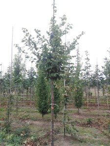 Carpinus betulus 12-14 Hoogstam wortelgoed 2 X verplant - afbeelding 3