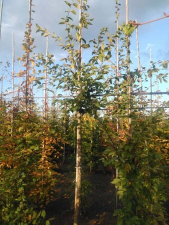 Carpinus betulus 12-14 Hoogstam wortelgoed 2 X verplant - afbeelding 7