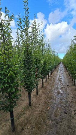 Carpinus bet. 'Fastigiata' 10-12 cm wortelgoed geveerd - afbeelding 1