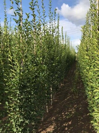 Carpinus bet. 'Fastigiata' 6-8 cm wortelgoed geveerd - afbeelding 2