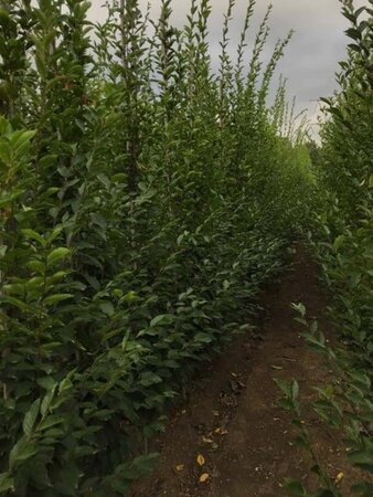 Carpinus bet. 'Fastigiata' 8-10 cm wortelgoed geveerd - afbeelding 5