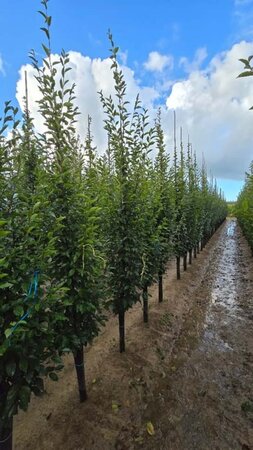 Carpinus bet. 'Fastigiata' 8-10 cm wortelgoed geveerd - afbeelding 1