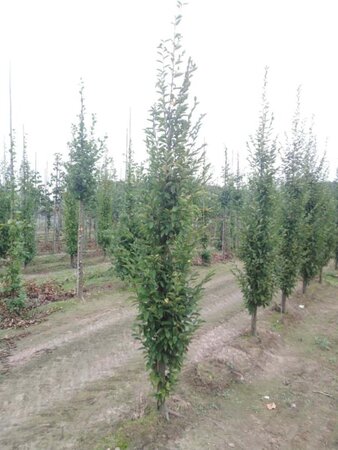 Carpinus bet. 'Fastigiata' 8-10 cm wortelgoed geveerd - afbeelding 2