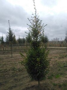 Carpinus bet. 'Fastigiata' 8-10 cm wortelgoed geveerd - afbeelding 3