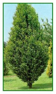 Carpinus bet. 'Fastigiata' 8-10 cm wortelgoed geveerd - afbeelding 7